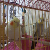 پرنده