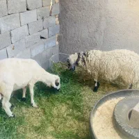 فروش بره نر