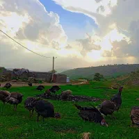 ۸عدد بوقلمون نر برنز۱ساله