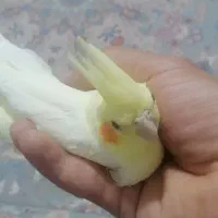 عروس هلندی