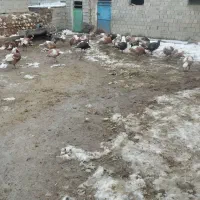 کالا