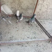 کفتر سیاه پشت خرقه
