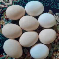 تخم نطفه دار گلپایگان و لاری دورگ
