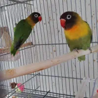 کوتوله برزیلی یقه زرد