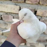 کبوتر نر|پرنده|سراوان, |دیوار