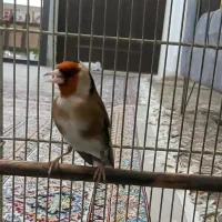 سهره جفتی مسابقه