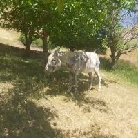 سلام الاغ ۴ساله معاوزه با سگ