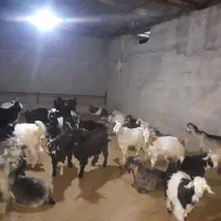 ۴۷ عدد بزغاله