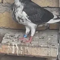 کفتر صید