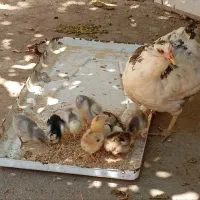 مرغ با جوجه گلین و طوسی