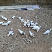 کبوتر طوقی