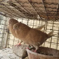 کفتر. زرد. جوجه. کاشونی. پرشی