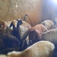 میش باردار ترکی