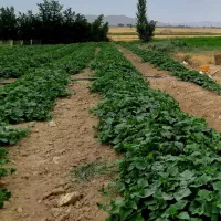 نیازمند ۲ گاوخان زمین خیار شراکتی