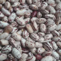 لوبیا چیتی امساله