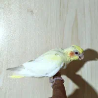 جوجه عروس لوتینو