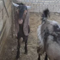 بزچهل گل باچپش نر