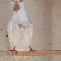 یک جفت ماهرو