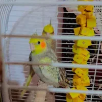 عروس هلندی