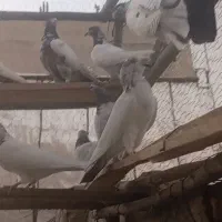 کبوتر پرشی
