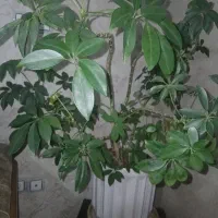 گل ها|گل و گیاه طبیعی|قزوین, |دیوار