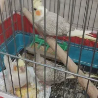 پرنده