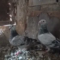 کبوتر