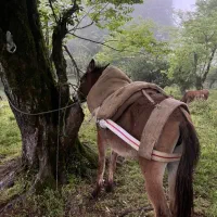 قاطر مادیان ۱۵۰ مقطوع
