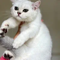توله بیریتیش‌ سیلور ماده ۳ماهه