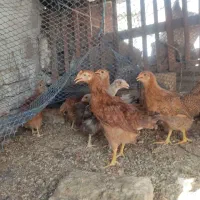 نیمچه مرغ