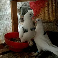 فروش یا معاوضه تعدادی کبوتر