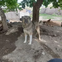 سگ نگهبان آدم گیر