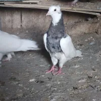 کبوتر فولادی