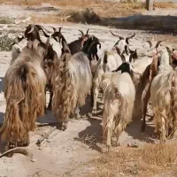 31راس بز ترکی کهره دار و آبستن  و 1 راس پازن