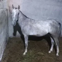 کره اسب