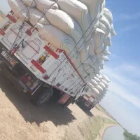 کاه گندم