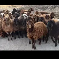 بره زنده