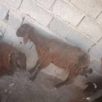 گوسفند. خونی