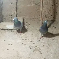 سبز پیلکی