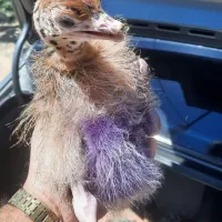 جوجه شتر مرغ