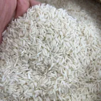 برنج طارم هاشمی کشت اول