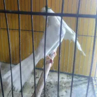 قناری کشیده بلند