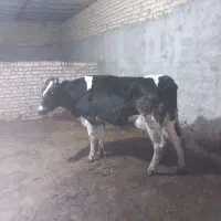 تلیسه شکم اول ۲۰ کیلو شیر بدون گوساله