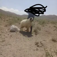 قوچ گلی