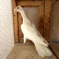 بغدادی سفید