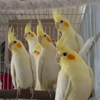عروس هلندی