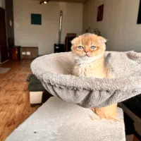 گربه اسکاتیش فولد بلو گلد