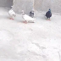 کبوتر|پرنده|قشم, |دیوار