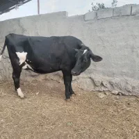 1راس گاوشیری صنعتی