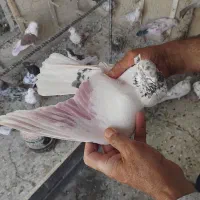 کبوتر